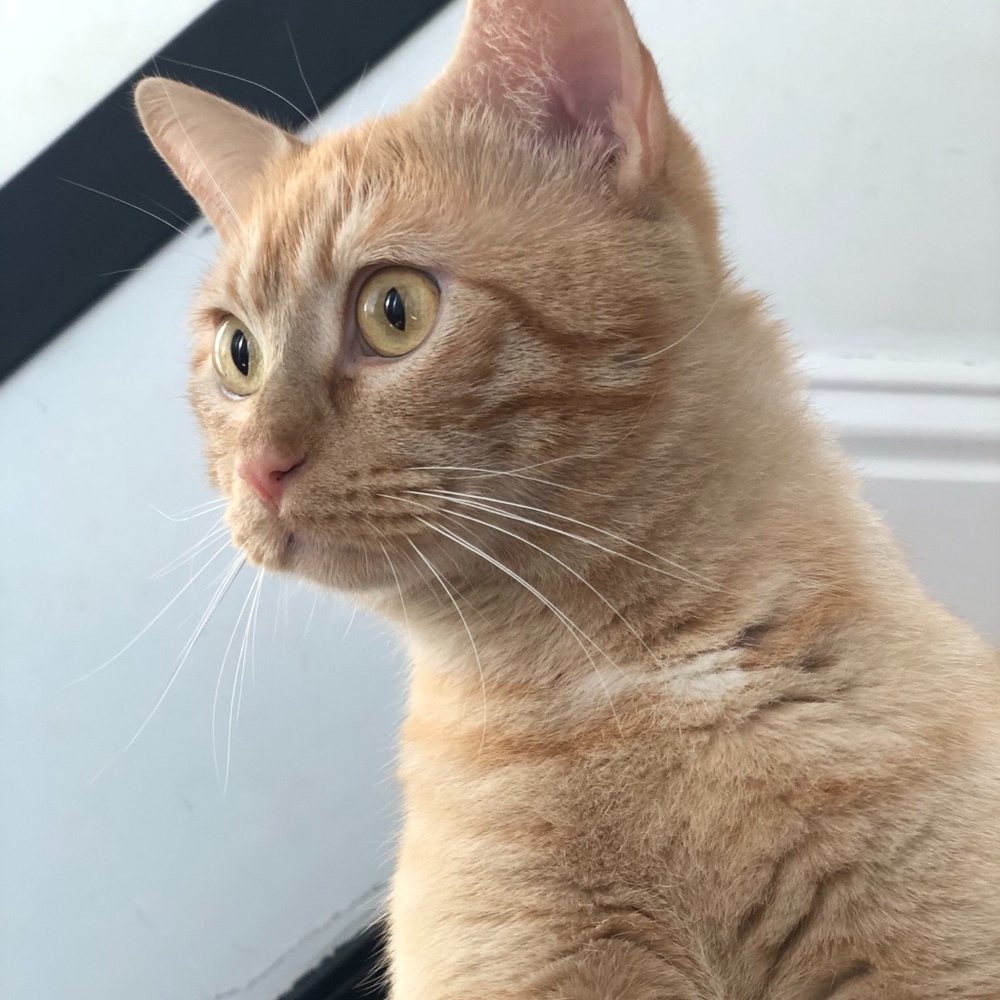 Meet your Posher, Sescily